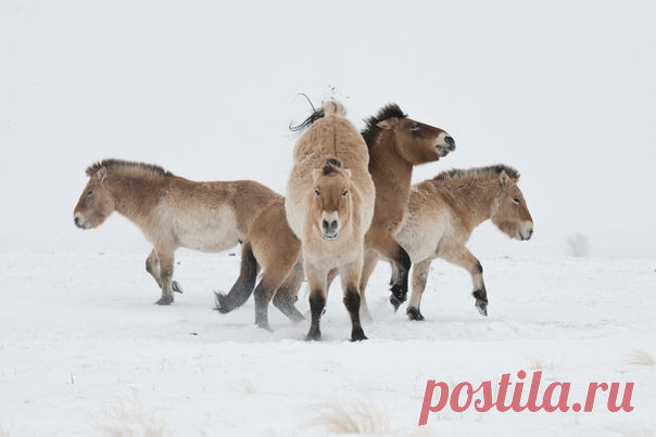 Словно постер к новому фильму! «Зимний букет Предуралья» – назвала свой снимок Светлана Горбатых (nat-geo.ru/community/user/29089). Молодые жеребцы-холостяки часто выясняют отношения, задирая друг друга, выясняя, кто среди них главный. А тут несколько фигур лошадей сложились в "букет". Снято в Оренбургском заповеднике, в Центре реинтродукции лошади Пржевальского в январе 2019 года.