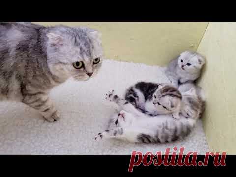 Мама кошка разбудила котят чтобы накормить молоком Мяу Мяу
