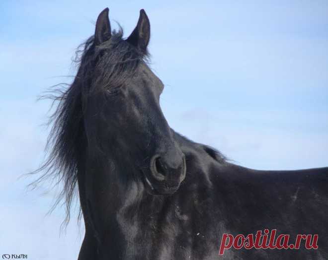 Фризская - фотографии - equestrian.ru