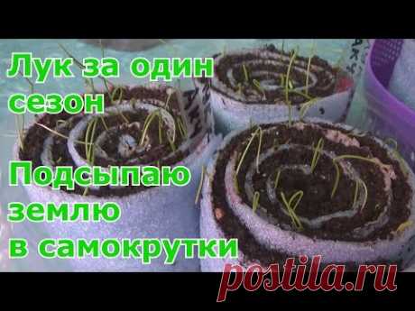 Вырастить лук из семян рассадой более хлопотно чем из севка, но зато в несколько раз дешевле. Семена лука называют луком-чернушкой. Примерный срок посева лук...