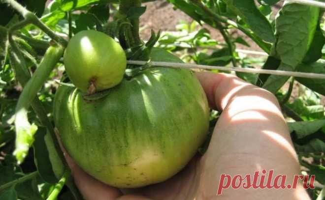 Томат Сахарный Бизон: описание высокорослого сорта, его характеристика, отзывы и фото огородников, выращивание и уход, урожайность Предназначен томат Сахарный Бизон для выращивания в тепличных условиях, но в регионах с теплым климатом эту овощную культуру можно выращивать на грядках в огороде, получая при этом хорошие урожаи.