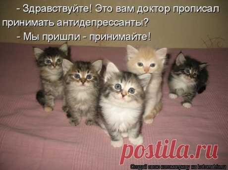 О котах и кошках - понемножку...