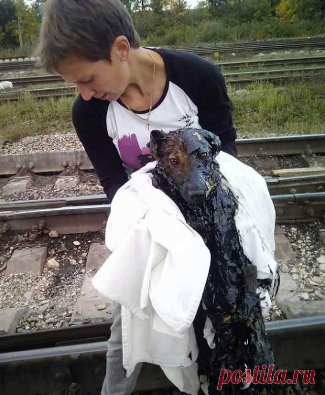 Она отчаянно сражалась за жизнь, но сил оставалось всё меньше... 

За годы своей активной деятельности волонтёры Ивано-Франковской организации «Дом Сирка» повидали многое…
Но то, с чем они столкнулись на территории одного из местных предприятий, просто шокировало и…