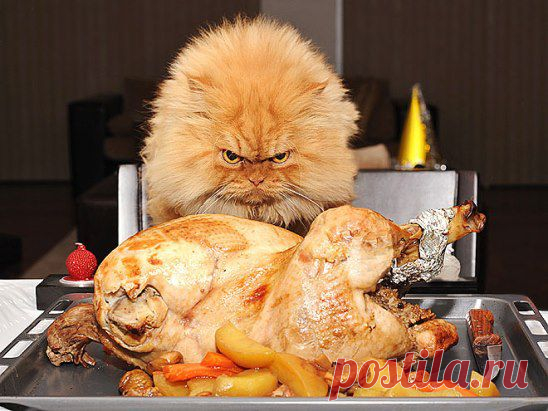 я не понял..почему курица легкой поджарки??