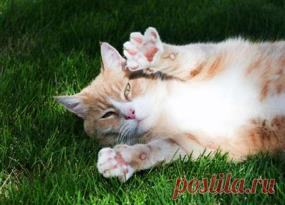 Ученые выяснили, почему кошки мнут лапами постель и человека Исследователи выдвинули две теории, которые объясняют поведение животных