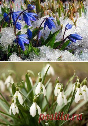 Первоцветы — вестники весны | Для дачников.ру