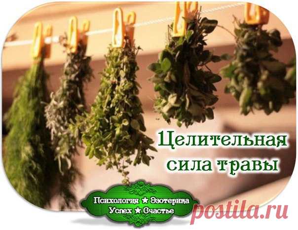 Как с помощью трав улучшить собственную жизнь.