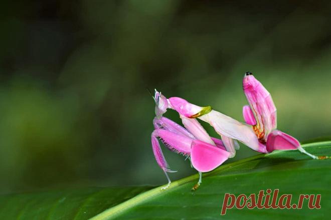 Сможете отличить, где часть цветка, а где животное? | Планетяне | Дзен