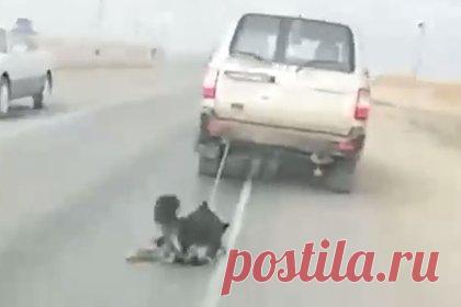 Россияне протащили прикованную цепью к машине собаку по трассе и попали на видео. В Забайкальском крае местные жители приковали собаку к машине цепью и протащили по трассе. Их удалось остановить очевидцу произошедшего. Когда неравнодушный мужчина напомнил хозяйке пса о статье за жестокое обращение с животными, женщина в грубой форме с нецензурной бранью предложила не пугать ее.