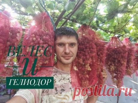 к-ш Велес и к-ш Гелиодор на арке - перголла.