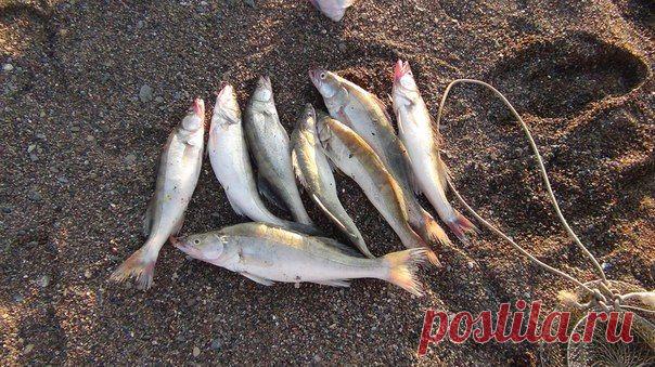 Судачки 700-900 грамм. Озеро Зайсан, восточный Казахстан. Июнь 2014. / Богатая добыча