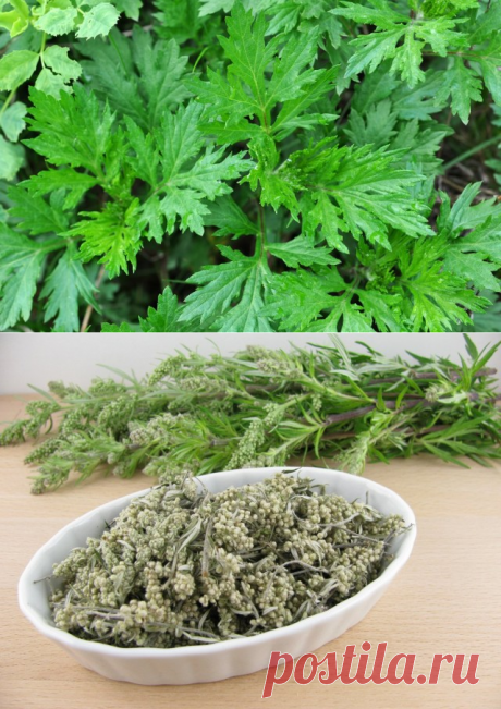 Полынь обыкновенная (Artemisia vulgaris)