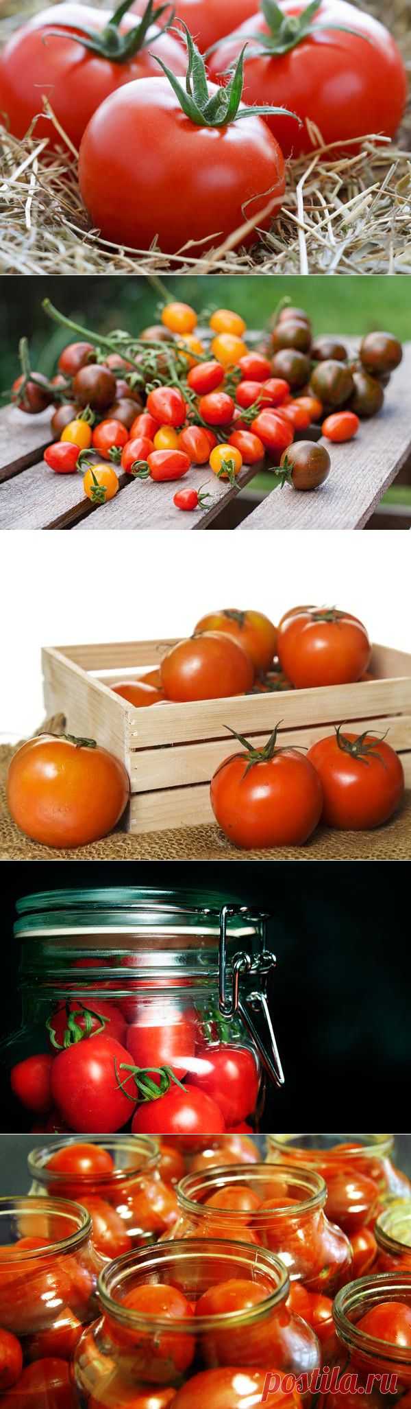 Как сохранить томаты свежими надолго / помидоры / 7dach.ru
