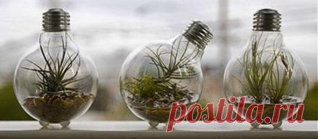 Декоративный лампотеррариум-растения,галька,песок, флористическую смесь (сухую-мох,ягель),фигурки животных,бусинки,камушки и др.