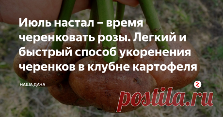 Июль настал – время черенковать розы. Легкий и быстрый способ укоренения черенков в клубне картофеля Хотите украсить ваш розарий и досадить новые сорта роз? Июль – самое благоприятное для этого дела время. До начала холодов черенки успешно укоренятся, успеют нарастить корневую систему и впоследствии хорошо перенесут зимние морозы. Преимущества черенкования роз очевидны: вы имеете возможность завести у себя новые, редкие сорта роз