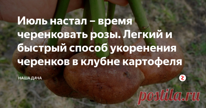 Июль настал – время черенковать розы. Легкий и быстрый способ укоренения черенков в клубне картофеля Хотите украсить ваш розарий и досадить новые сорта роз? Июль – самое благоприятное для этого дела время. До начала холодов черенки успешно укоренятся, успеют нарастить корневую систему и впоследствии хорошо перенесут зимние морозы. Преимущества черенкования роз очевидны: вы имеете возможность завести у себя новые, редкие сорта роз