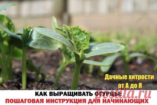 (49) Одноклассники