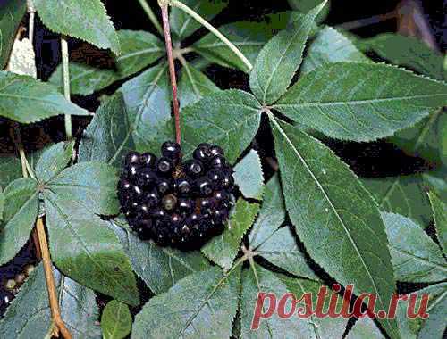 Растения адапогены (от усталости) | НА ЗАВАЛИНКЕ