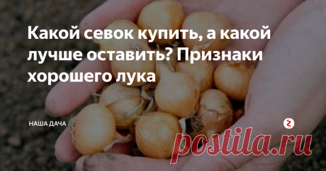 Какой севок купить, а какой лучше оставить? Признаки хорошего лука К слову, на днях, когда мы ходили за продуктами, увидела, что  в овощном (!) отделе продают севок. Натурально так насыпан россыпью, рядом со «взрослым» обычным репчатым луком. И, если лук на еду радовал глаз – крупный, золотистый, красивый, сочный, то севок этими свойствами похвастать не мог. Полусморщенные луковки, куча шелухи вокруг... И ежу понятно, что из таких семян ничего путного не вырастет