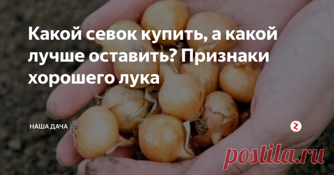 Какой севок купить, а какой лучше оставить? Признаки хорошего лука К слову, на днях, когда мы ходили за продуктами, увидела, что  в овощном (!) отделе продают севок. Натурально так насыпан россыпью, рядом со «взрослым» обычным репчатым луком. И, если лук на еду радовал глаз – крупный, золотистый, красивый, сочный, то севок этими свойствами похвастать не мог. Полусморщенные луковки, куча шелухи вокруг... И ежу понятно, что из таких семян ничего путного не вырастет