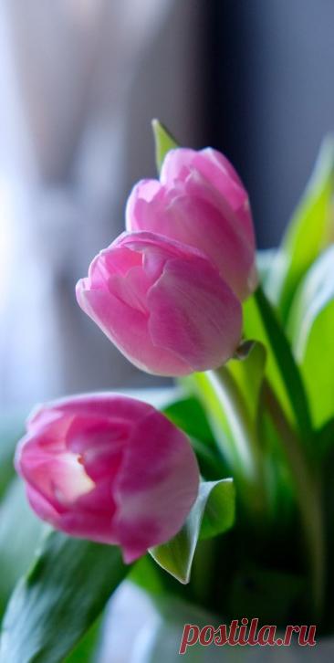 Пин на доске яТЮЛЬПАНЫ