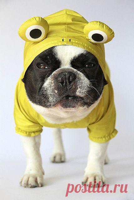 Froggy Doggy Raincoat | Batpig and Me