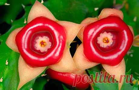 Гуэрния (Huernia): уход и размножение
