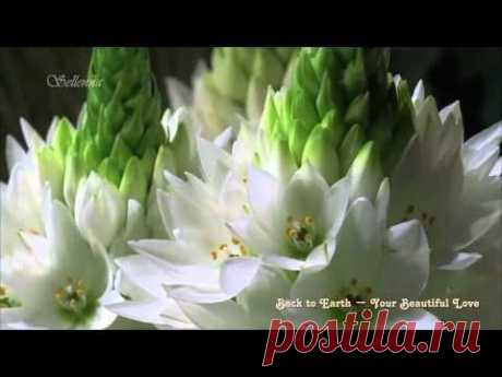 Back to Earth - Your Beautiful Love - YouTube