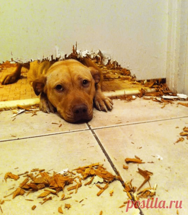 15 фото, после которых вы поймёте, что ваш питомец - ангел | Блог Рады Артемьевой | Яндекс Дзен