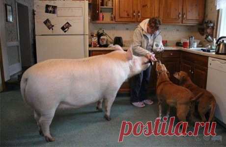 Купили декоративного поросеночка