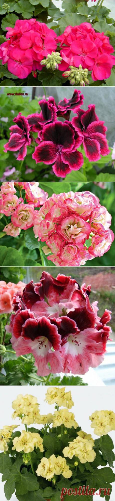 Герань, пеларгония - маленькие хитрости | Дачный участок