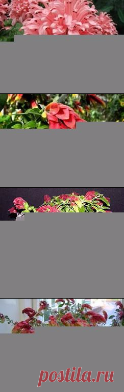 якобиния виды с фото: 19 тыс изображений найдено в Яндекс.Картинках