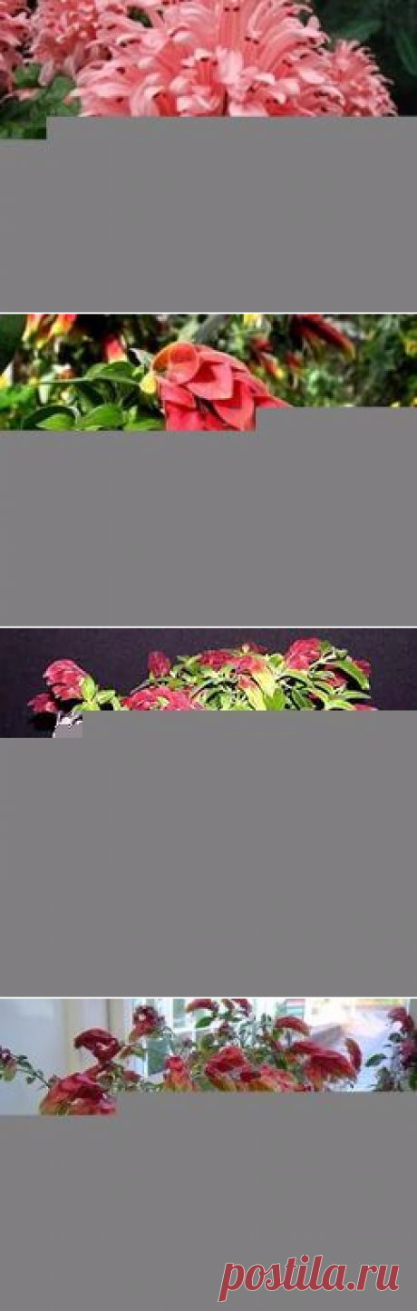 якобиния виды с фото: 19 тыс изображений найдено в Яндекс.Картинках