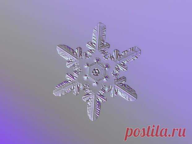 Фотограф из Москвы показал, как снежинки выглядят на самом деле - ПолонСил.ру - социальная сеть здоровья - медиаплатформа МирТесен Его называют мастером снежной фотографии. И этого звания он вполне заслуживает – ведь так снежинки еще никто не снимал. Работы московского фотографа Алексея Клятова стали известны широкой публике еще в 2013 году. Используя недорогое оборудование для макросъемки, ему удается показать всю красоту