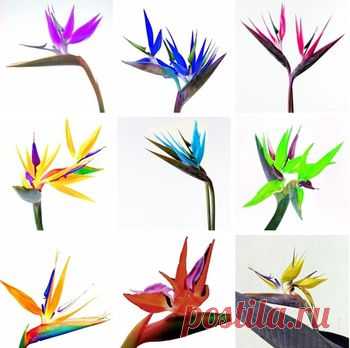 (M) (kupila) Flower pots planters All sorts of color Strelitzia reginae seeds hybrid bird paradise seed Bonsai plants Seeds 1pcs/lot(10seeds)-in Bonsai from Home & Garden on Aliexpress.com | Alibaba Group