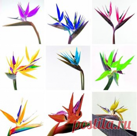 (M) (kupila) Flower pots planters All sorts of color Strelitzia reginae seeds hybrid bird paradise seed Bonsai plants Seeds 1pcs/lot(10seeds)-in Bonsai from Home &amp; Garden on Aliexpress.com | Alibaba Group