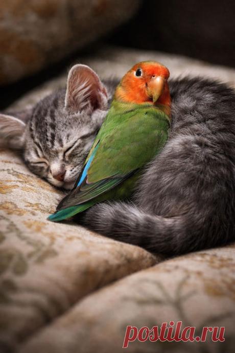 Собранные деньги Виноватова