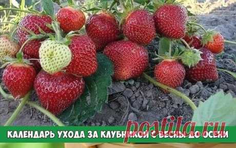Календарь ухода за клубникой с весны до осени.
 
Клубника (садовая земляника) – довольно капризная культура. Поэтому за ней нужно тщательно ухаживать с ранней весны до поздней осени. Мы расскажем, какие работы и в какое время нужно проводить.
 
За клубничной грядкой начинают ухаживать еще до того, как полностью сойдет снег (обычно в марте), а заканчивают работы с наступлением заморозков.