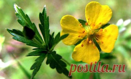 Корень калгана - лечебные свойства и противопоказания