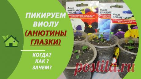 Пикировка виолы после всходов - когда и как пикировать рассаду цветка анютины глазки Когда начинать пикировку виолы, зачем и сколько раз её проводить, как содержать цветок анютины глазки после пикирования, обо всём расскажу в этом видео. ПОЛЕ...