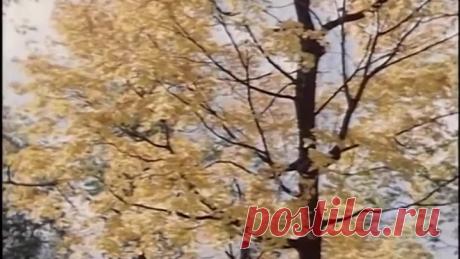 Красивая песня! И голос невероятный, как горный ручеек!