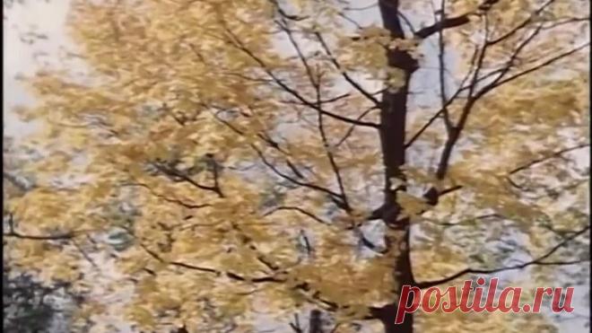 Красивая песня! И голос невероятный, как горный ручеек!