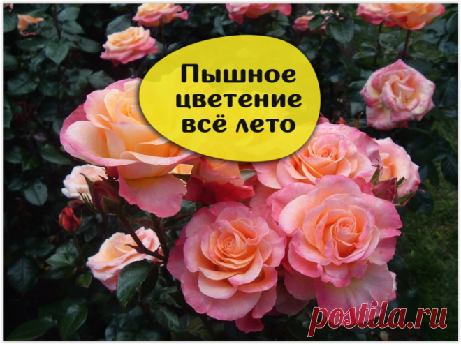 Супер подкормка для роз, которая делает их пышными и красивыми!