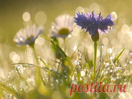 Люблю утро и росу.