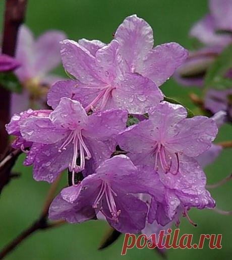 Рододендроны в саду. Посадка и уход.