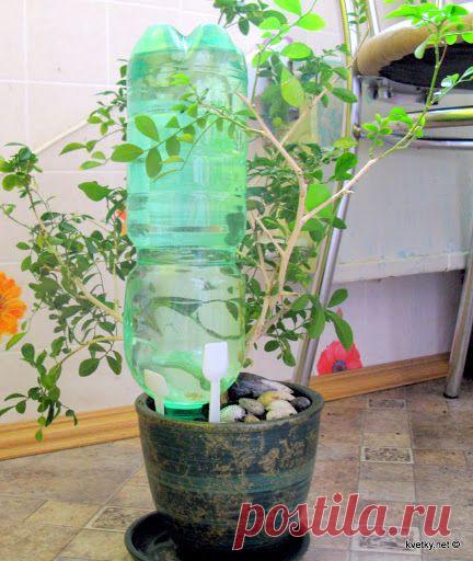 Как сохранить комнатные цветы, уезжая в отпуск! | ЖЕНСКИЙ МИР