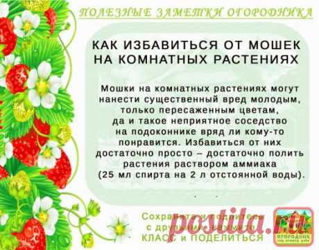 КОПИЛОЧКА  ОГОРОДНИКА!
Сохраните и поделитесь с друзьями!
#✒ЗаметкиОгородника✒