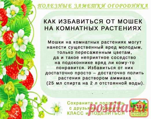 КОПИЛОЧКА  ОГОРОДНИКА!
Сохраните и поделитесь с друзьями!
#✒ЗаметкиОгородника✒