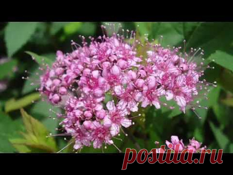 ▶ Цветёт спирея японская - YouTube