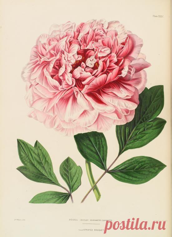 Найдено на сайте digitalgallery.nypl.org.